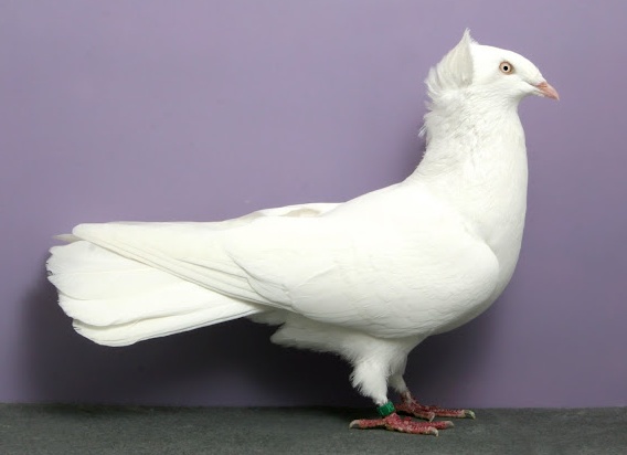 домашний голубь Источник фото: fishki.net
