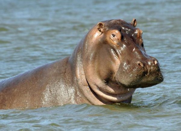 Ñамое ÑÑпое живоÑное в миÑе