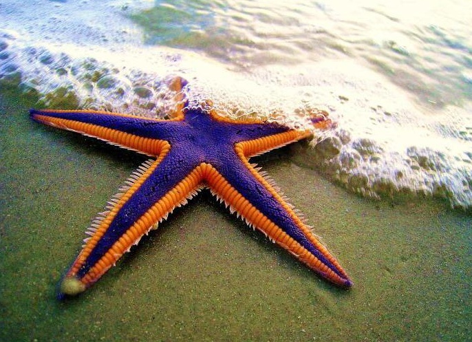 моÑÑÐºÐ°Ñ Ð·Ð²ÐµÐ·Ð´Ð° ÑоÑо