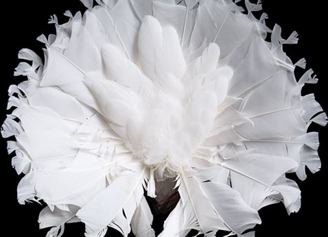 домашний голубь Автор фото: Tobias Kresse