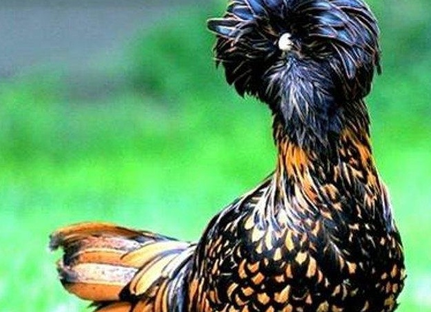 Домашняя птица - курица