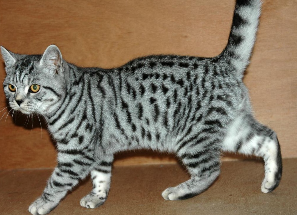 &amp;ETH;&amp;iexcl;&amp;ETH;&amp;micro;&amp;Ntilde;&amp;ETH;&amp;micro;&amp;ETH;&amp;plusmn;&amp;Ntilde;&amp;ETH;&amp;cedil;&amp;Ntilde;&amp;Ntilde;&amp;Ntilde;&amp;ETH;&amp;sup1; &amp;Ntilde;&amp;ETH;&amp;deg;&amp;ETH;&amp;plusmn;&amp;ETH;&amp;plusmn;&amp;ETH;&amp;cedil;