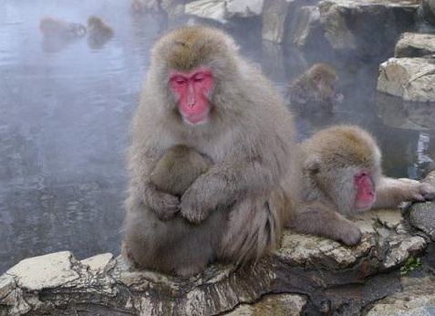 ÑпонÑкие ÑнежнÑе макаки