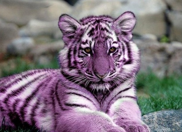 Существует ли мальтийский голубой тигр на самом деле? (3 фото)