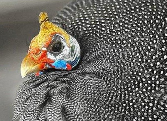 Домашняя птица - курица