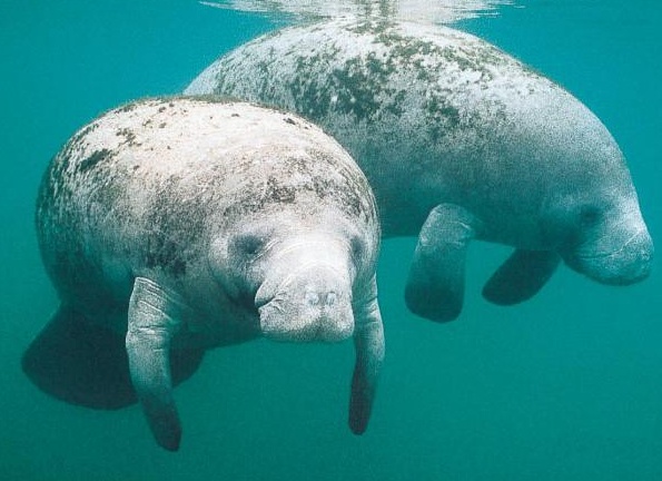 как назÑваÑÑÑÑ Ð¼Ð¾ÑÑкие живоÑнÑе