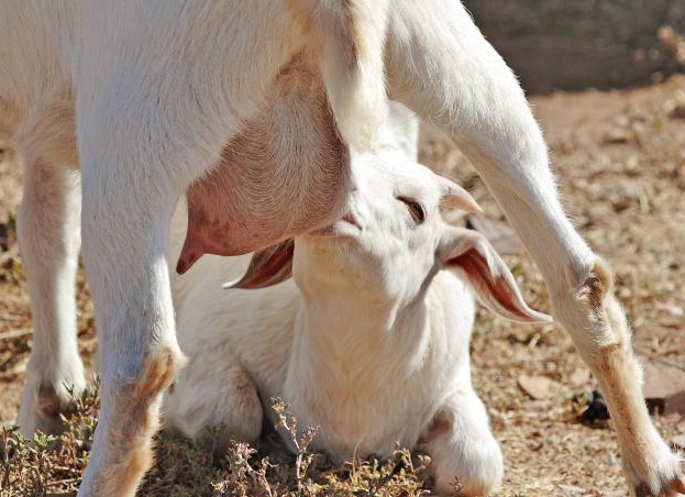 как коÑмиÑÑ ÐºÐ¾Ð·Ð»ÑÑ