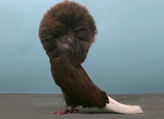 домашний голубь Источник фото: blogdeimagens.com