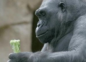 &amp;Ntilde;&amp;ETH;&amp;micro;&amp;ETH;&amp;raquo;&amp;ETH;&amp;frac34;&amp;ETH;&amp;sup2;&amp;ETH;&amp;micro;&amp;ETH;&amp;ordm;&amp;ETH;&amp;frac34;&amp;ETH;&amp;frac34;&amp;ETH;&amp;plusmn;&amp;Ntilde;&amp;ETH;&amp;deg;&amp;ETH;&amp;middot;&amp;ETH;&amp;frac12;&amp;Ntilde;&amp;ETH;&amp;micro; &amp;ETH;&amp;frac34;&amp;ETH;&amp;plusmn;&amp;ETH;&amp;micro;&amp;ETH;&amp;middot;&amp;Ntilde;&amp;Ntilde;&amp;ETH;&amp;frac12;&amp;Ntilde;