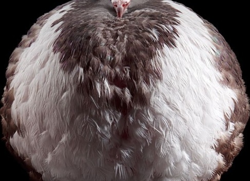 домашний голубь Автор фото: Tobias Kresse