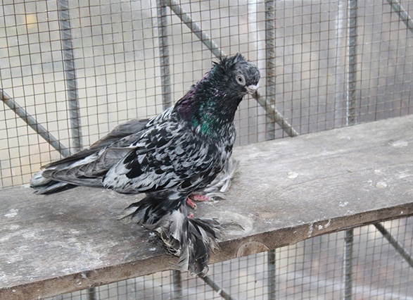 У голубей согут возникать разные болезни