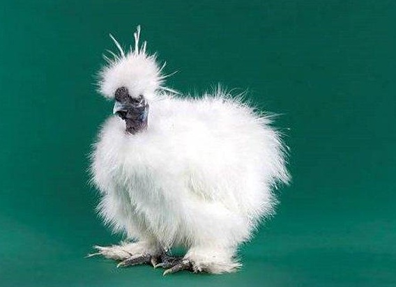 Домашняя птица - курица