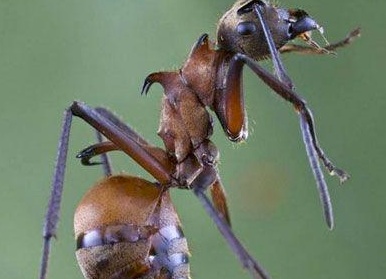 Топ-20 самых необычных животных, найденных за последние 20 лет