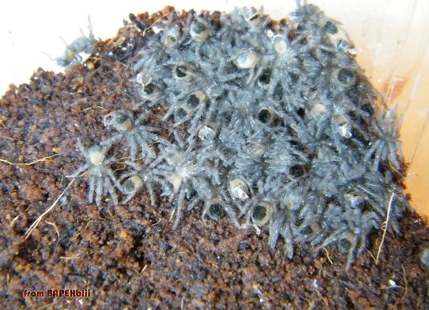Brachypelma albopilosum