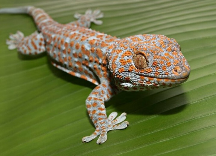 геккон токи содержание