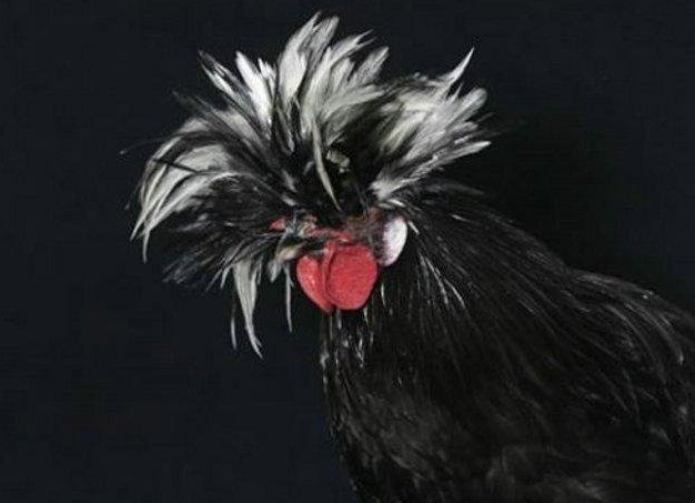 Домашняя птица - курица