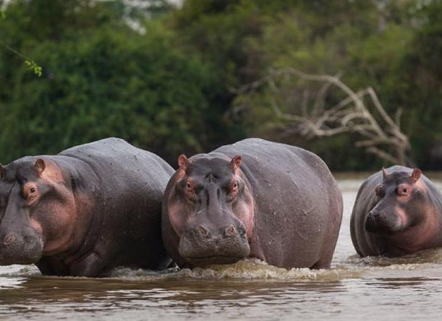 ÑÑпое живоÑное на планеÑе