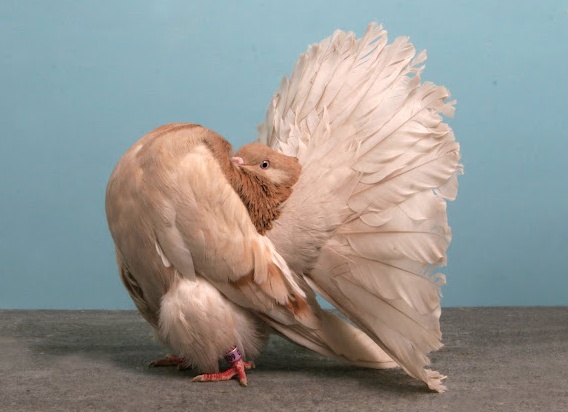 домашний голубь Источник фото: bigpicture.ru