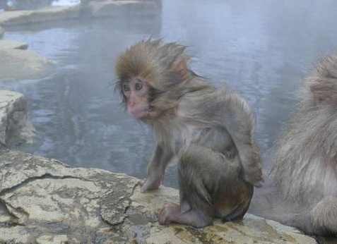 ÑпонÑкие ÑнежнÑе макаки