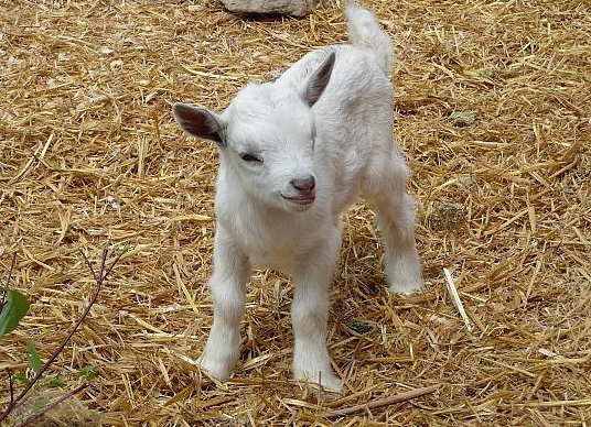 вÑÑаÑивание козлÑÑ ÑÑ
ема коÑÐ¼Ð»ÐµÐ½Ð¸Ñ ÐºÐ¾Ð·Ð»ÑÑ