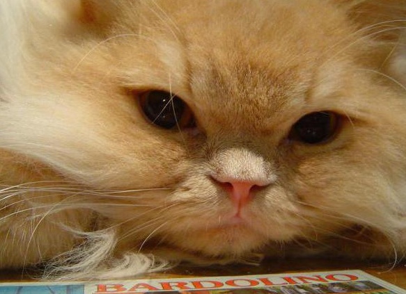 Ñ
аÑакÑÐµÑ Ð¿ÐµÑÑидÑкиÑ
коÑек