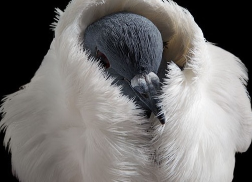 домашний голубь Автор фото: Tobias Kresse