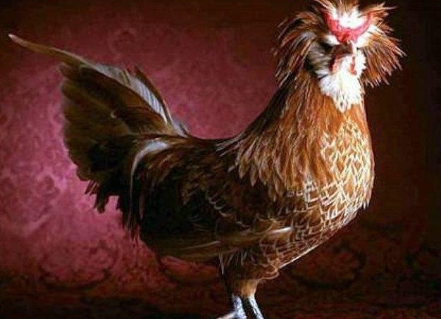 Домашняя птица - курица