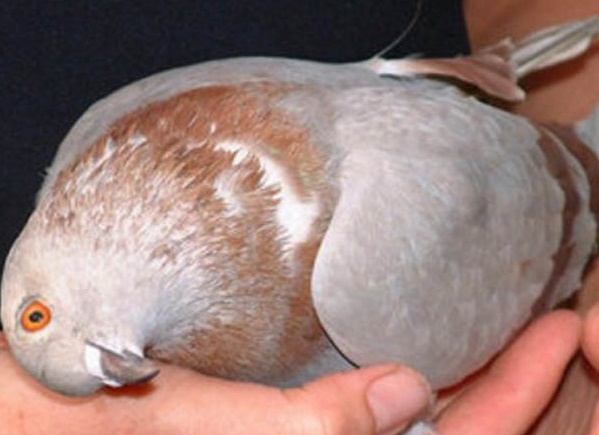 Вертячка голубей может передаваться людям