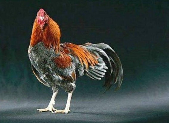 Домашняя птица - курица