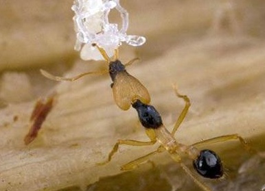 Топ-20 самых необычных животных, найденных за последние 20 лет