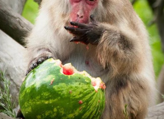 ÑпонÑÐºÐ°Ñ Ð¼Ð°ÐºÐ°ÐºÐ°