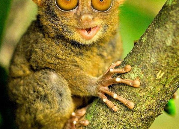 ÐбезÑÑна, коÑоÑÐ°Ñ Ð¿Ð¾Ð²Ð¾ÑаÑÐ¸Ð²Ð°ÐµÑ Ð³Ð¾Ð»Ð¾Ð²Ñ Ð½Ð° 180 гÑадÑÑов