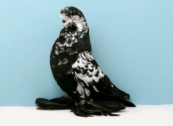 домашний голубь Источник фото: bigpicture.ru