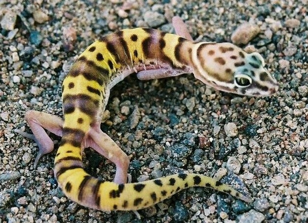 ленточный геккон террариум