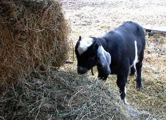 коÑмление козлÑÑ Ñ Ð¿ÐµÑвÑÑ
дней жизни