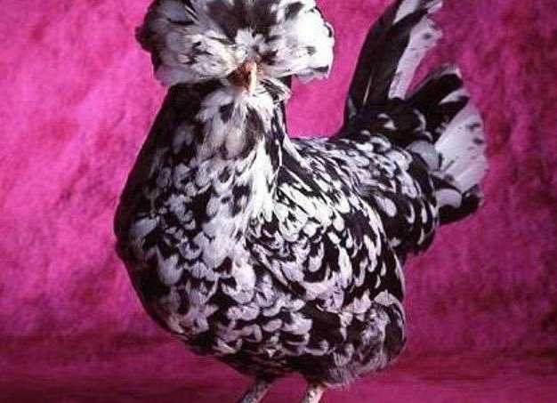 Домашняя птица - курица