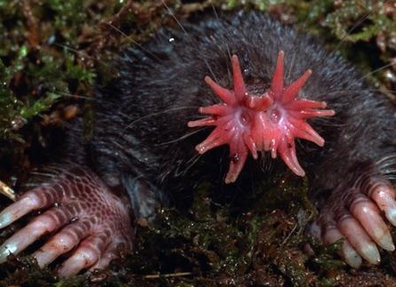 оÑÐµÐ½Ñ Ñедкие живоÑнÑе миÑа