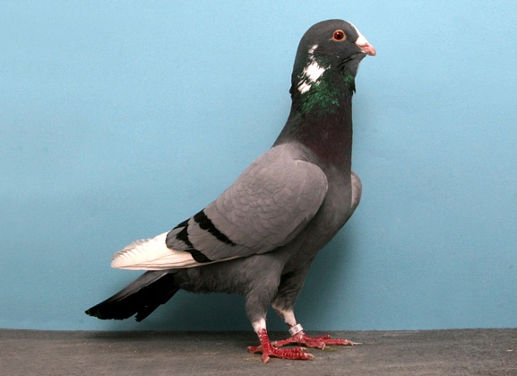 домашний голубь Источник фото: thepigeonbreed.blogspot.com