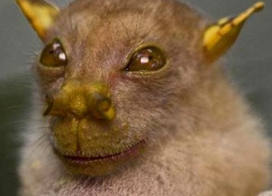 Топ-20 самых необычных животных, найденных за последние 20 лет