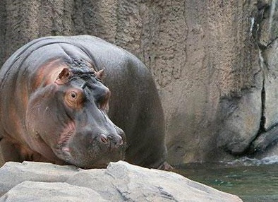 Ñамое ÑÑпое живоÑное в миÑе ÑоÑо