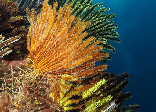 иглокожие живоÑнÑе