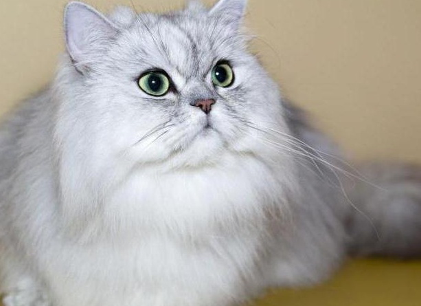 пеÑÑидÑÐºÐ°Ñ ÐºÐ¾Ñка Ñ
аÑакÑеÑ