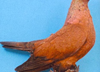 Берлинский короткий голубь Порода: Берлинский короткий голубь