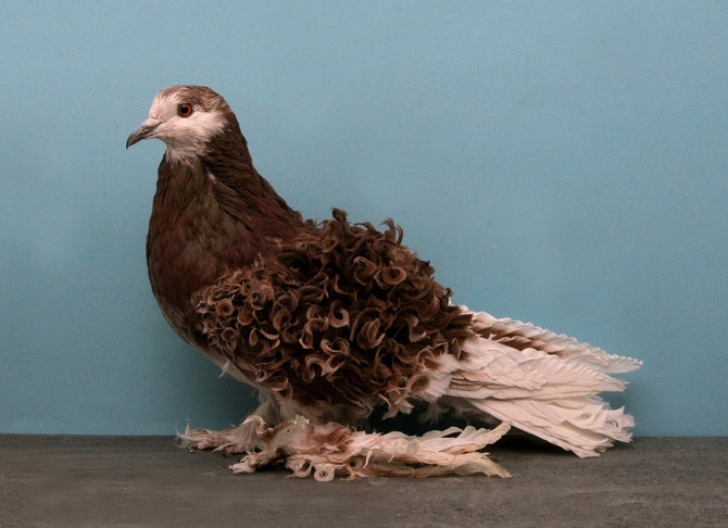 домашний голубь Источник фото: bigpicture.ru