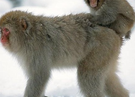 ÑпонÑкие макаки в гоÑÑÑиÑ
иÑÑоÑникаÑ
ÑоÑо