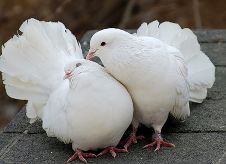 домашний голубь Источник фото: svit-tvarin.net.ua