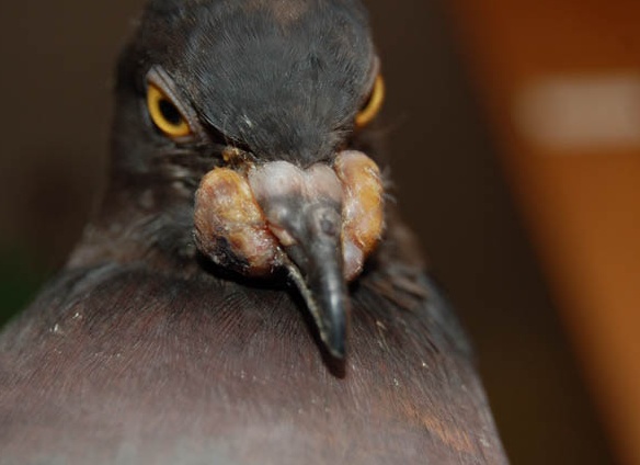 Оспа голубей не представляет опасности для людей