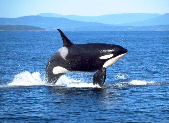 живоÑнÑе моÑÑкого дна