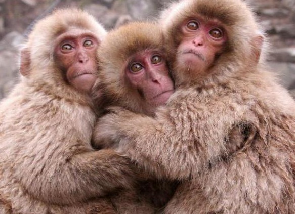 ÑпонÑÐºÐ°Ñ Ð¼Ð°ÐºÐ°ÐºÐ° в иÑÑоÑнике