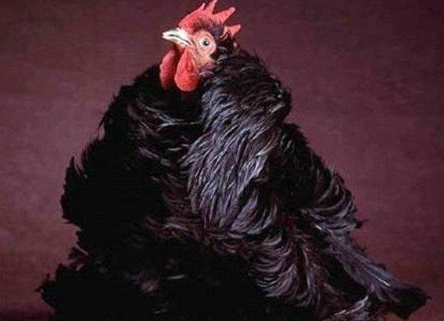 Домашняя птица - курица